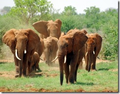 Elephants_Kenya_01